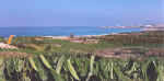 banana views near Coral Bay in Cyprus