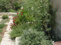 The Jasmine in the garden of Yasmini villa in Tochni in Cyprus - Part of the Agrotourism project - a carefully restored self catering villa for your holiday rentals in Cyprus